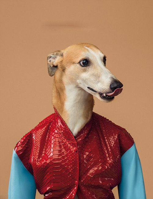 강아지가 유명 신사복 모델로 변신했다 (5)