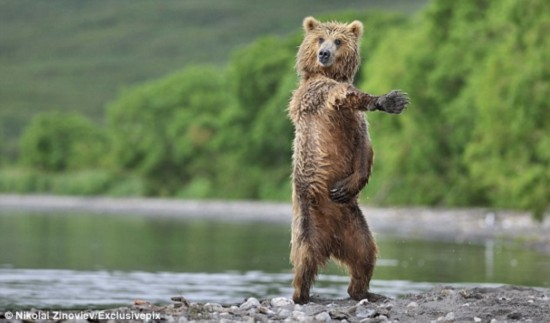 흥에 겨워 ‘강남스타일’ 추는 러시아 갈색곰 