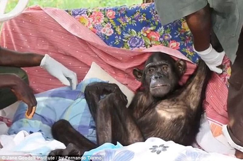 침팬치가 ‘생명의 은인’ 꼭 껴안아 감사 표시 (4)
