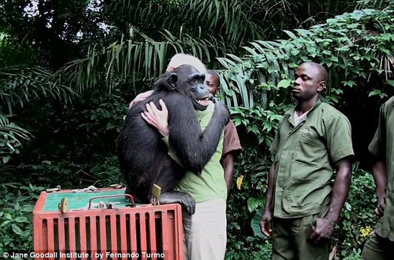 침팬치가 ‘생명의 은인’ 꼭 껴안아 감사 표시 (2)