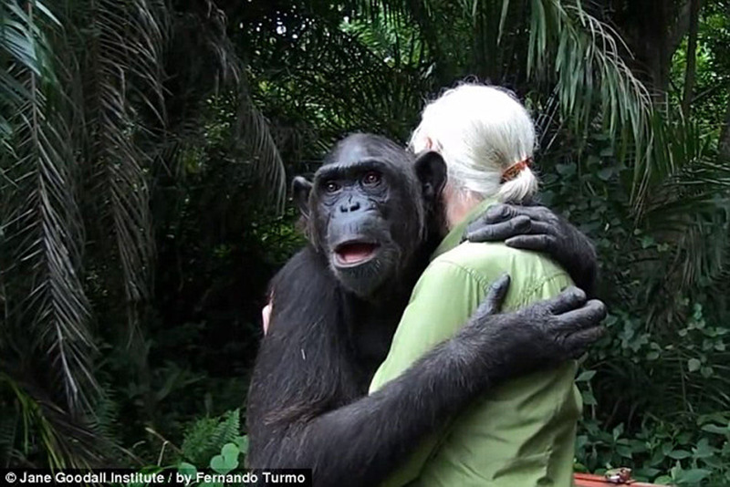 침팬치가 ‘생명의 은인’ 꼭 껴안아 감사 표시