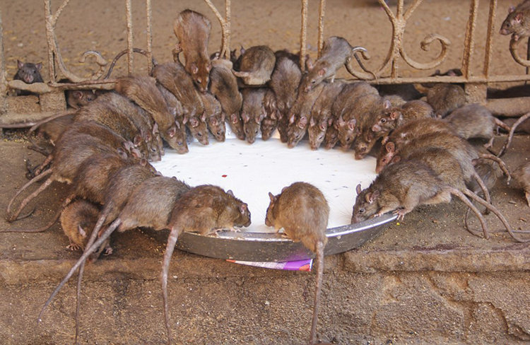 인도의 한 신전, 2만 마리 쥐를 신으로 숭배 (9)