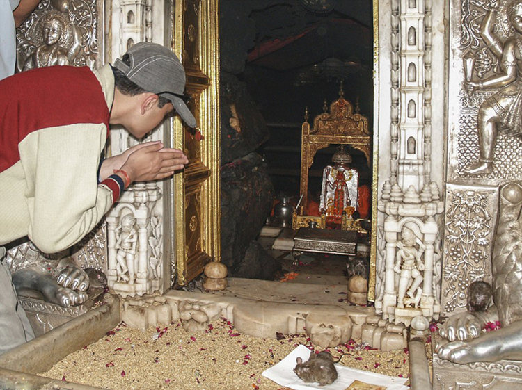 인도의 한 신전, 2만 마리 쥐를 신으로 숭배 (6)