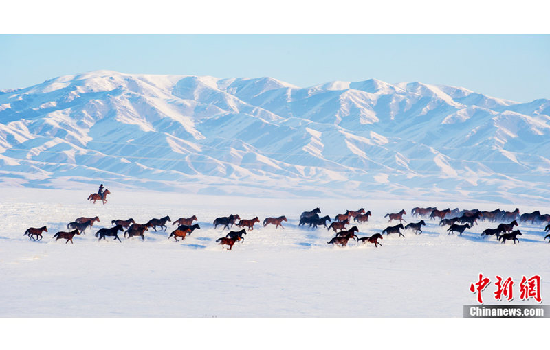 신장 톈산 설원 위를 달리는 말들, 장엄한 광경 연출 (2)