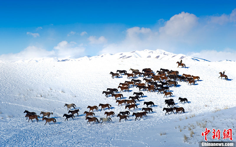 신장 톈산 설원 위를 달리는 말들, 장엄한 광경 연출