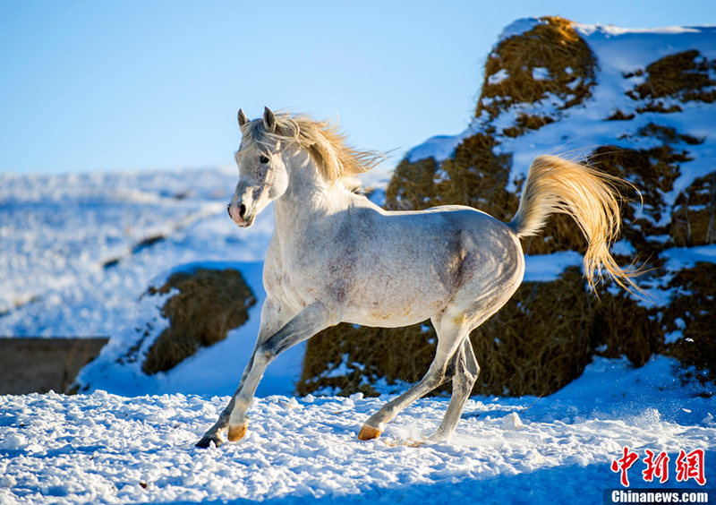 신장 톈산 설원 위를 달리는 말들, 장엄한 광경 연출 (3)