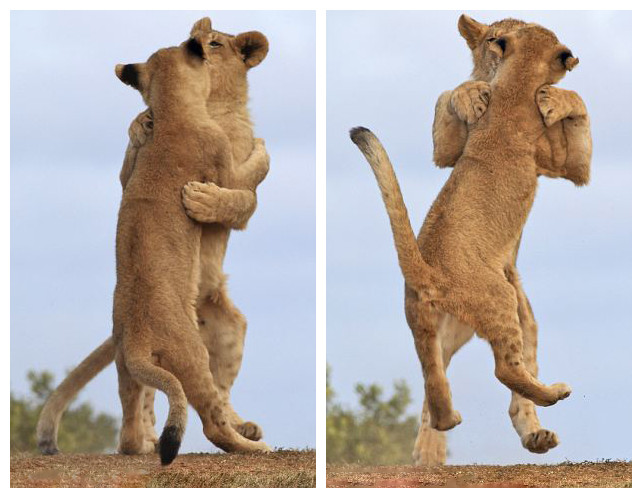 두 마리 사자의 만남 “춤 연습할려고요” (4)