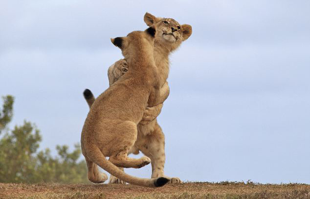 두 마리 사자의 만남 “춤 연습할려고요” (2)