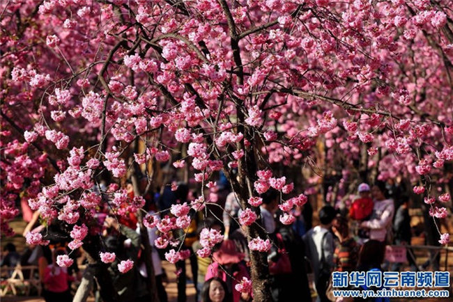 쿤밍 벚꽃 만개, 봄 즐기는 관광객들 많아