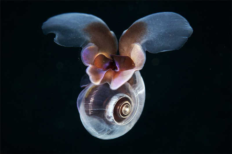 신비한 해저생물 사진, 또 다른 세계 선사