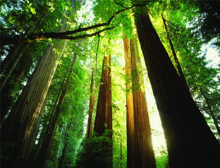 ‘중원의 산소통’ 롼촨, 우거진 삼림 속 대자연 신비 체험