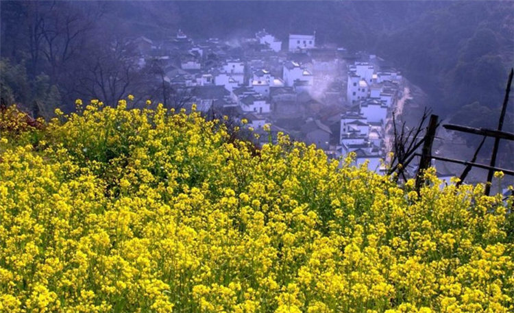 ‘가장 아름다운 마을’ 우위안에 유채꽃이 활짝!
