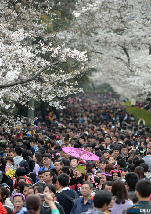 우한(武漢)대학 벚꽃제에 시민 수 만 명 몰려 (2)