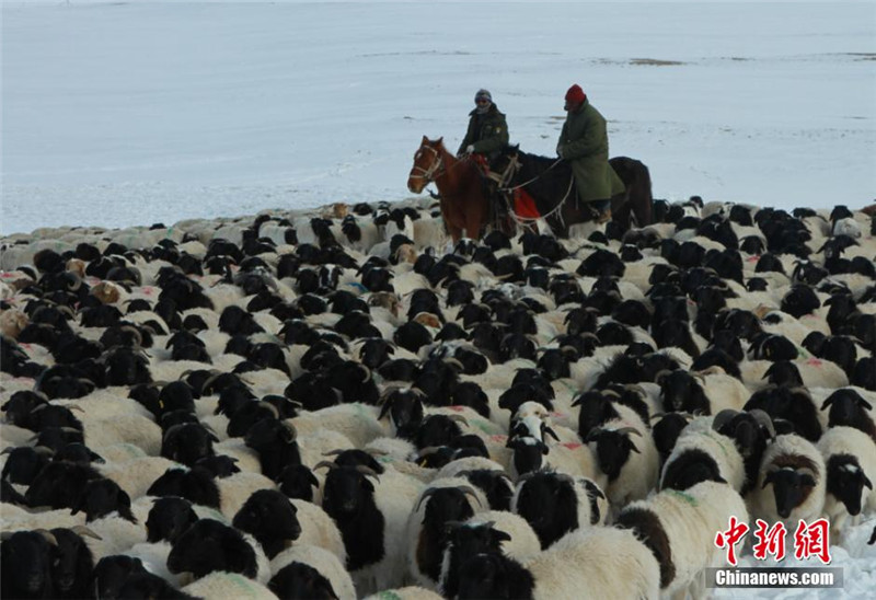 신장 몽고족 유목민의 전통 목장이동 광경 (5)