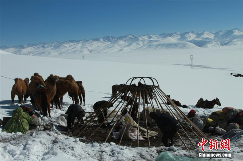 신장 몽고족 유목민의 전통 목장이동 광경 (10)