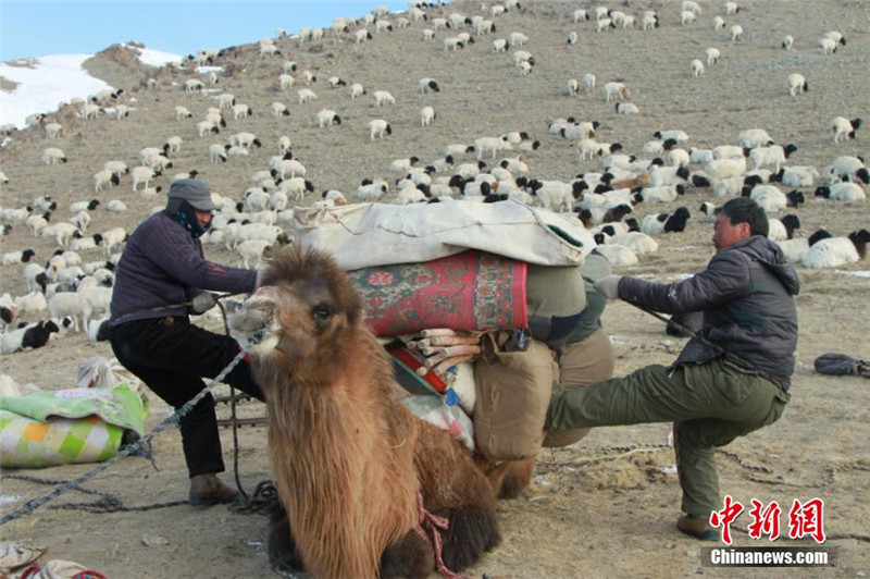 신장 몽고족 유목민의 전통 목장이동 광경 (9)