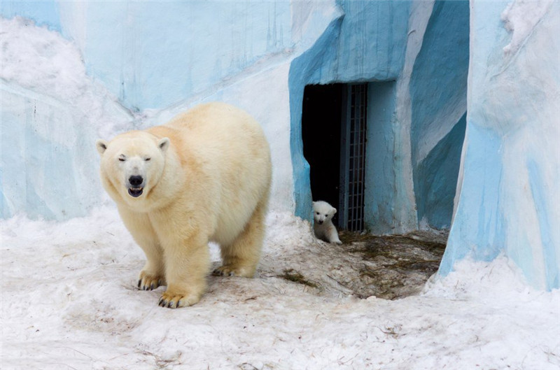새끼 북극곰 첫 쇼서 주눅…엄마 곰이 물어와