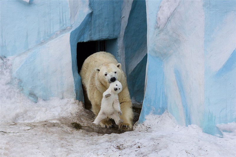 새끼 북극곰 첫 쇼서 주눅…엄마 곰이 물어와 (2)