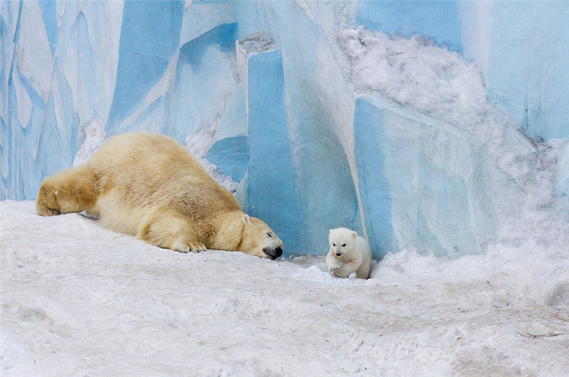 새끼 북극곰 첫 쇼서 주눅…엄마 곰이 물어와 (6)
