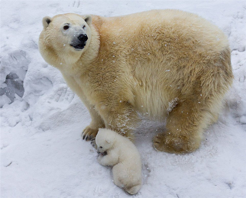 새끼 북극곰 첫 쇼서 주눅…엄마 곰이 물어와 (5)