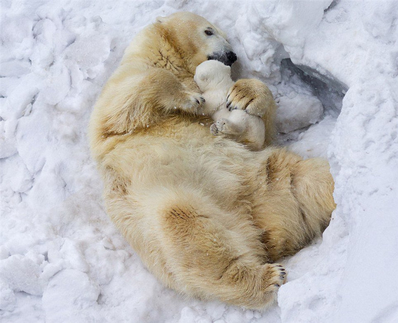 새끼 북극곰 첫 쇼서 주눅…엄마 곰이 물어와 (3)