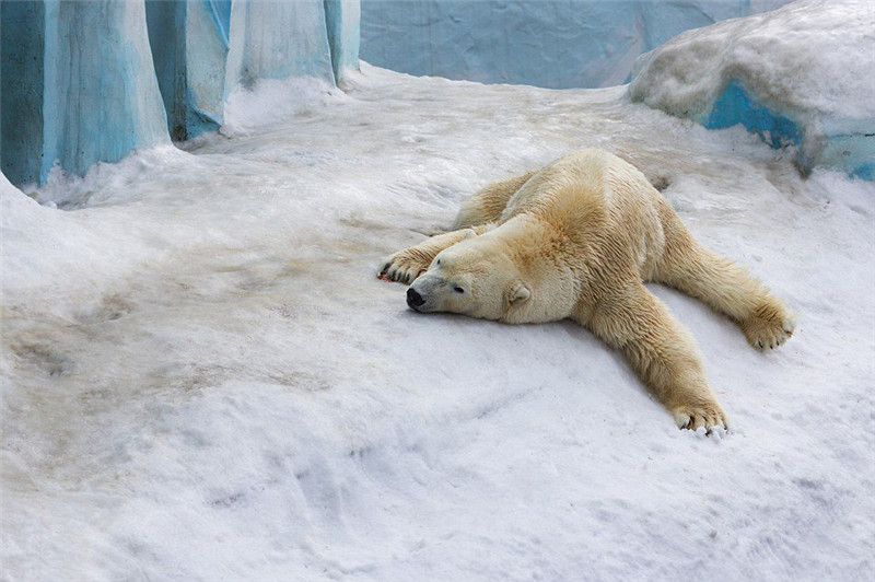 새끼 북극곰 첫 쇼서 주눅…엄마 곰이 물어와 (7)