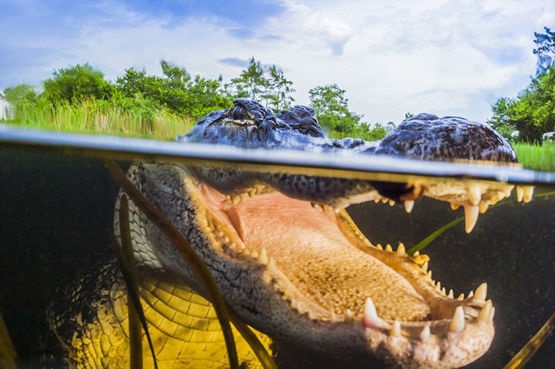 미국 사진작가가 잠수해 촬영한 초근접 악어 이빨 (8)