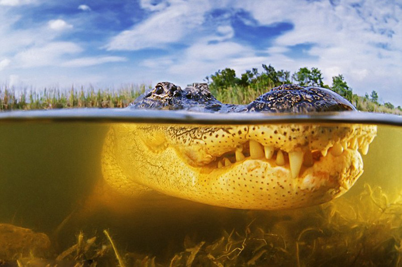 미국 사진작가가 잠수해 촬영한 초근접 악어 이빨 (6)