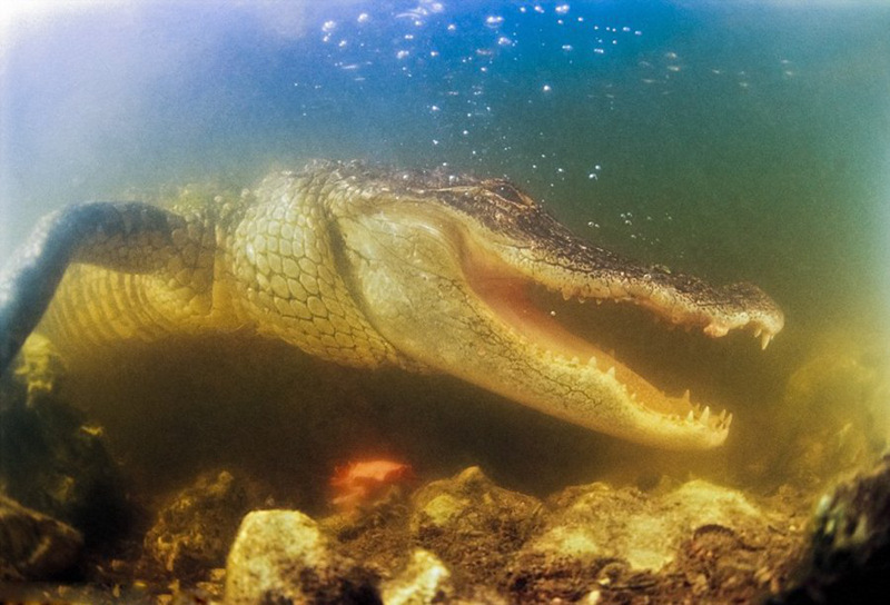 미국 사진작가가 잠수해 촬영한 초근접 악어 이빨 (5)