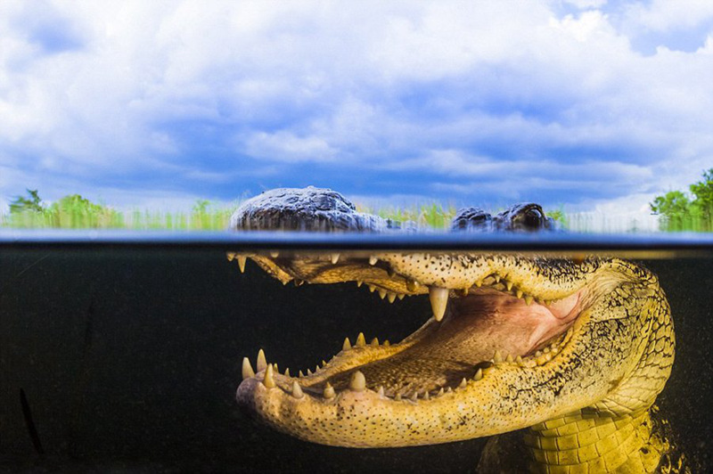 미국 사진작가가 잠수해 촬영한 초근접 악어 이빨 (4)