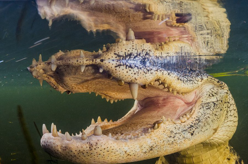 미국 사진작가가 잠수해 촬영한 초근접 악어 이빨 (3)