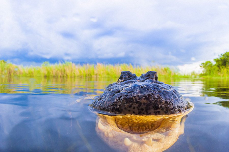 미국 사진작가가 잠수해 촬영한 초근접 악어 이빨 (2)