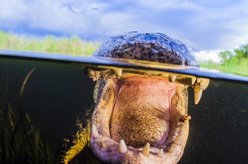 미국 사진작가가 잠수해 촬영한 초근접 악어 이빨
