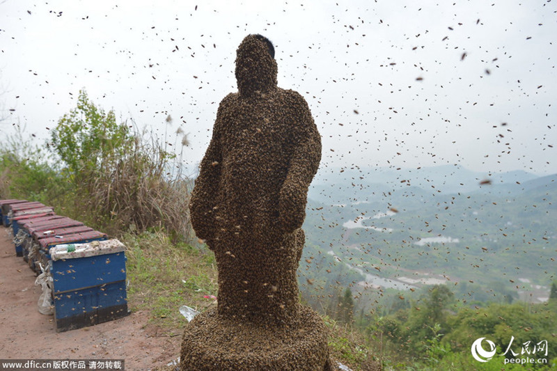 충칭 남성, 46만 마리의 꿀벌로 제작한 ‘벌옷’ 도전 (2)