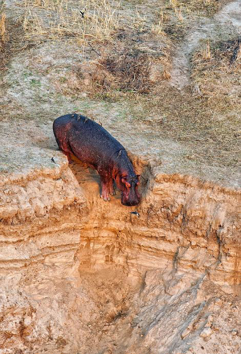잠비아 하마와 악어 집단 대치…결국 하마 떼 도망가 (6)
