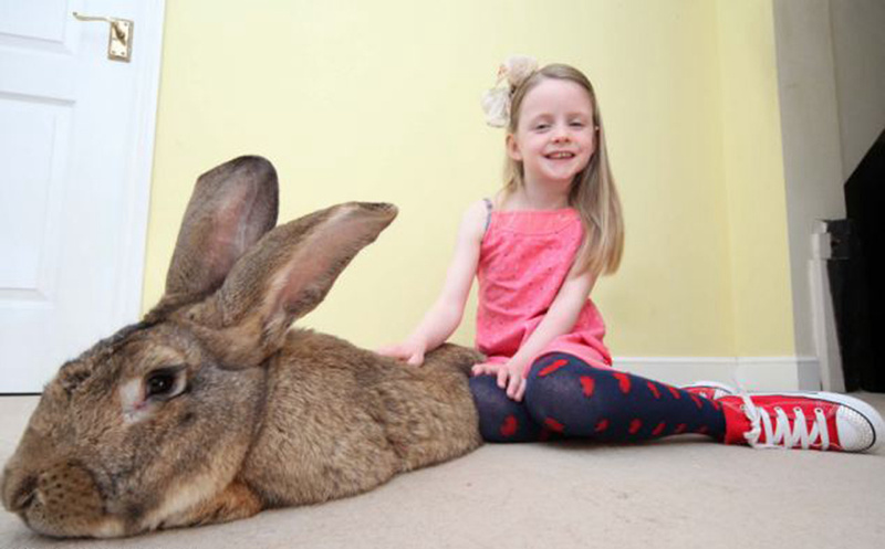 세상에서 가장 큰 토끼 ‘이럴 수가’ 길이와 체중 1m, 22.5kg (7)