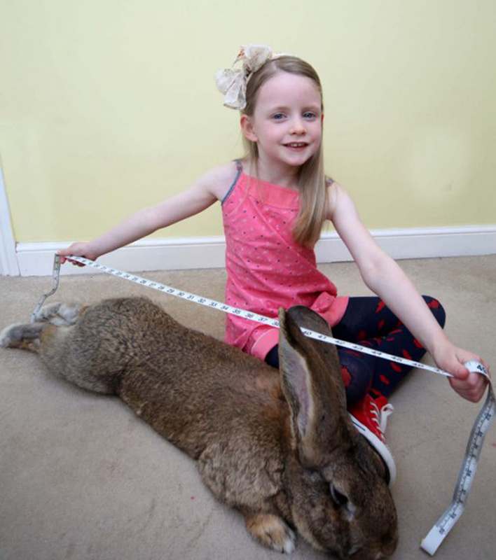 세상에서 가장 큰 토끼 ‘이럴 수가’ 길이와 체중 1m, 22.5kg (6)