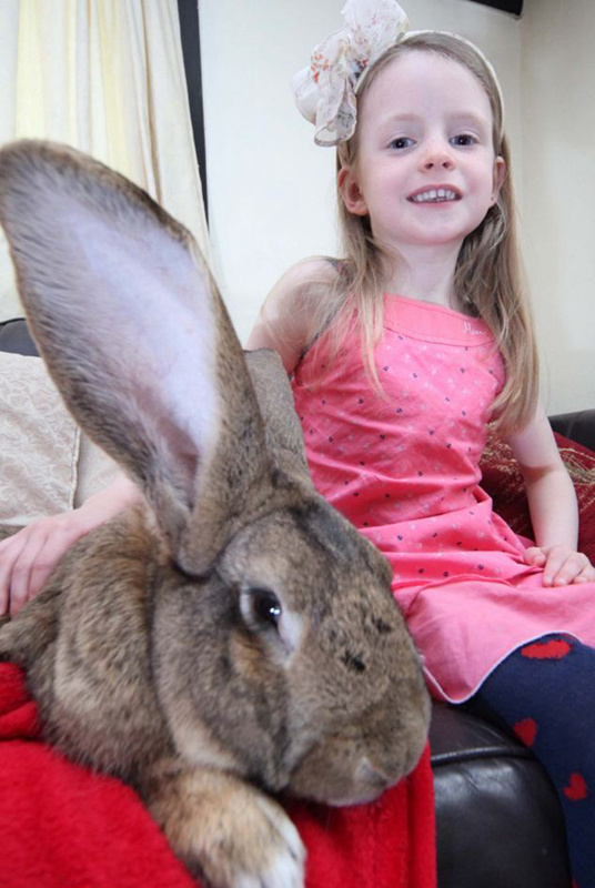 세상에서 가장 큰 토끼 ‘이럴 수가’ 길이와 체중 1m, 22.5kg (4)