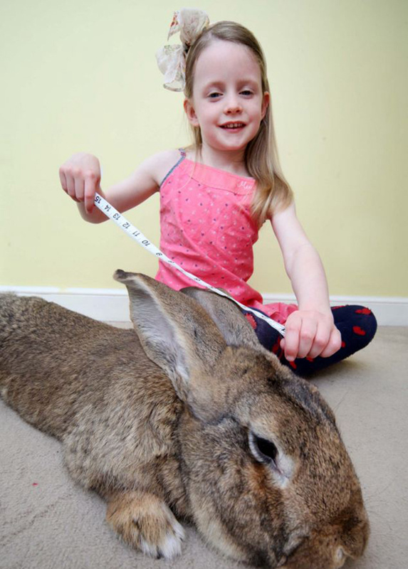 세상에서 가장 큰 토끼 ‘이럴 수가’ 길이와 체중 1m, 22.5kg (3)