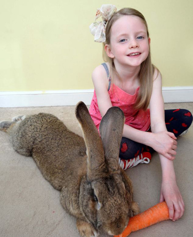 세상에서 가장 큰 토끼 ‘이럴 수가’ 길이와 체중 1m, 22.5kg (2)