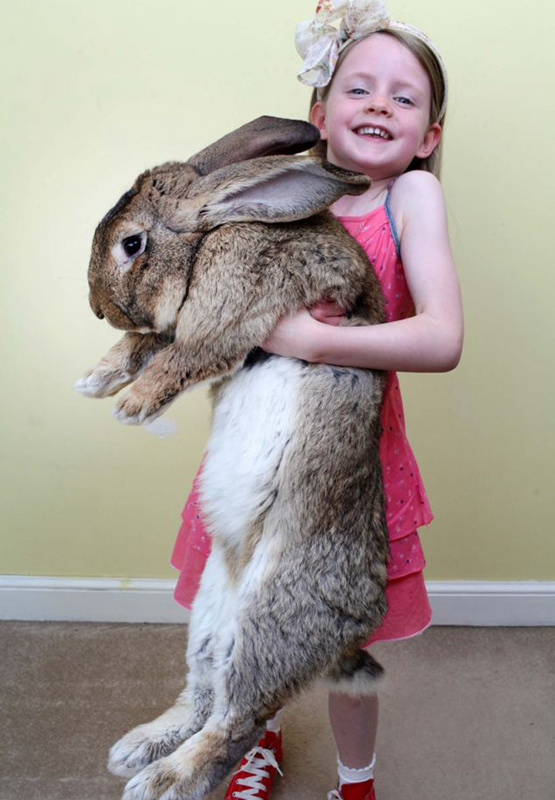 세상에서 가장 큰 토끼 ‘이럴수가’ 길이1m, 체중22.5kg