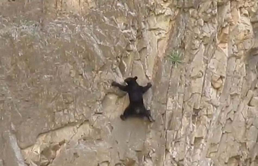 귀여운 아기곰의 ‘엄마 쫓아 절벽 오르기’ 동영상 화제