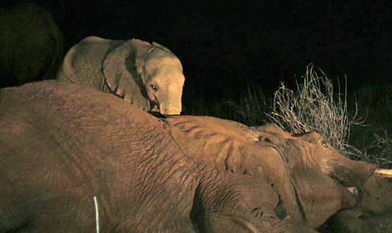 케냐 새끼 코끼리 밤새 죽은 어미 곁 지켜 ‘뭉클’ (2)