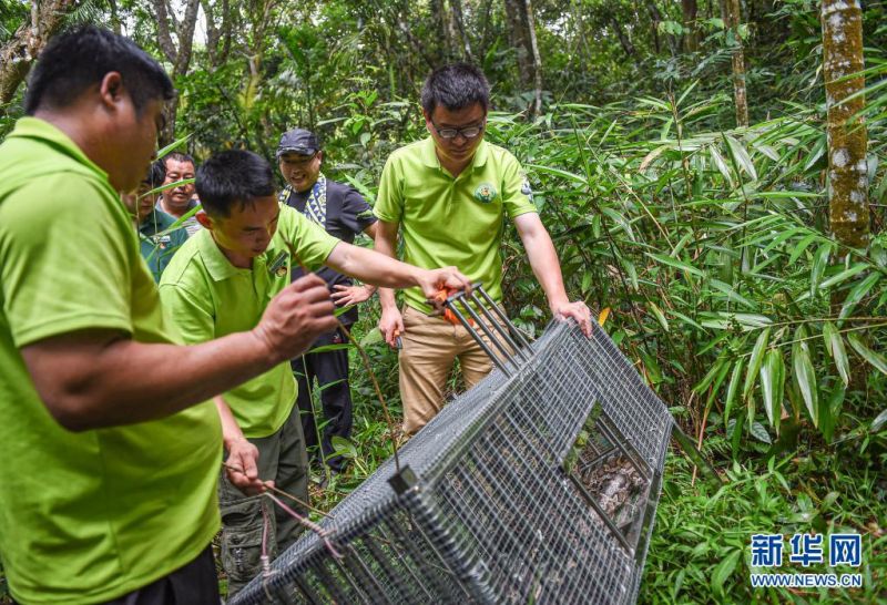 직원들이 하이난 상시 자연보호구역에서 비단구렁이를 자연으로 돌려보냈다. [4월 15일 촬영/사진 출처: 신화망]