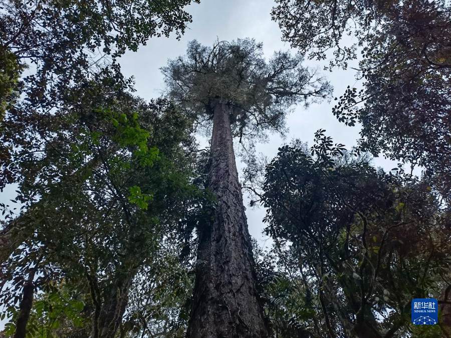 새로운 ‘나무왕’, 시짱 모퉈현 76.8m 소나무
