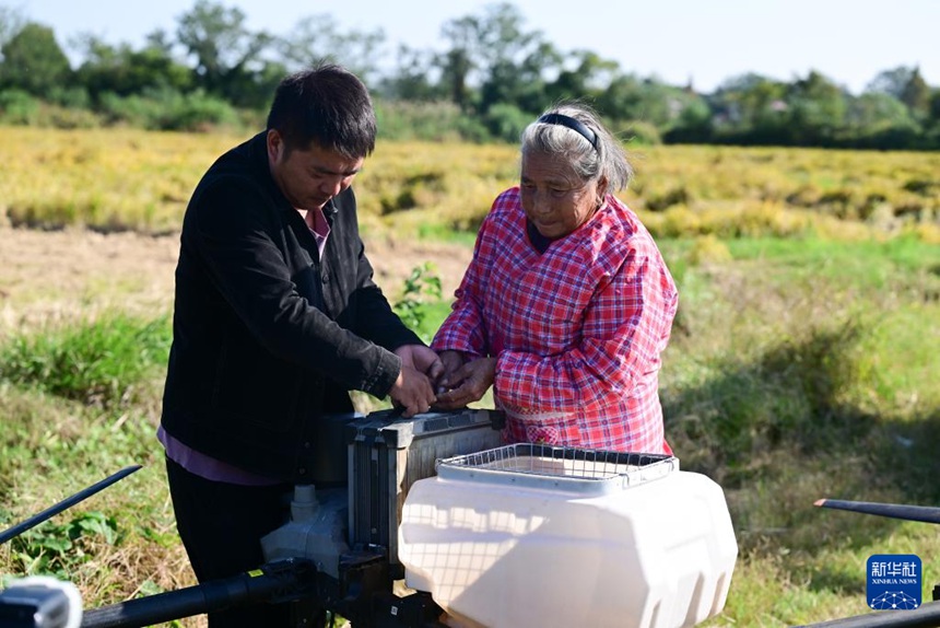 다이수잉 항머니와 손자 왕톈톈이 농업용 드론의 배터리를 교체하고 있다. [10월 23일 촬영/사진 출처: 신화사]
