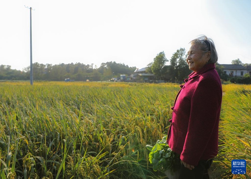 다이수잉 할머니가 채소를 다 캔 후 벼 수확 작업에 바쁜 가족들을 멀리서 바라보고 있다. [10월 22일 촬영/사진 출처: 신화사]