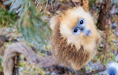 후베이 선눙자, 눈 속 황금들창코원숭이