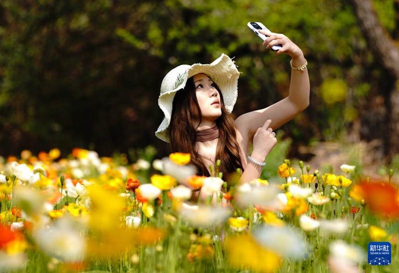 쿤밍 밍화구 개양귀비 꽃밭에서 한 관광객이 사진을 찍고 있다. [3월 10일 촬영/사진 출처: 신화사]