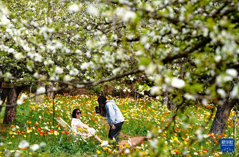 쿤밍 밍화구에서 두 명의 관광객이 꽃을 배경으로 휴식을 취하며 사진을 찍고 있다. [3월 10일 촬영/사진 출처: 신화사]